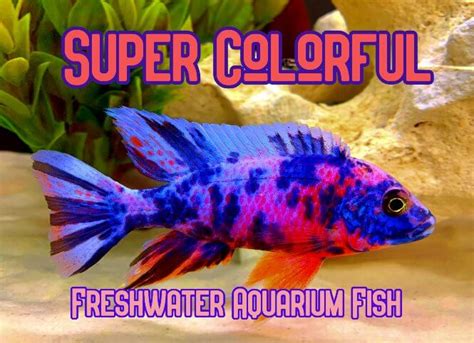 The 39 Most Colorful Freshwater Aquarium Fish .